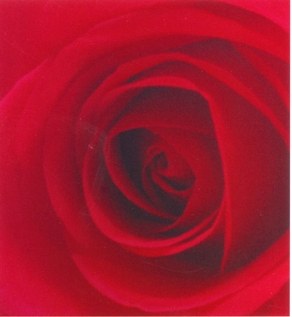 ENZYMES ROSE